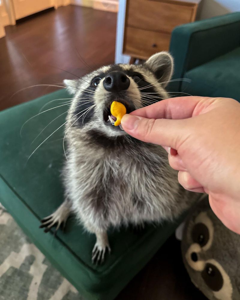 Midnight Munchies Competition