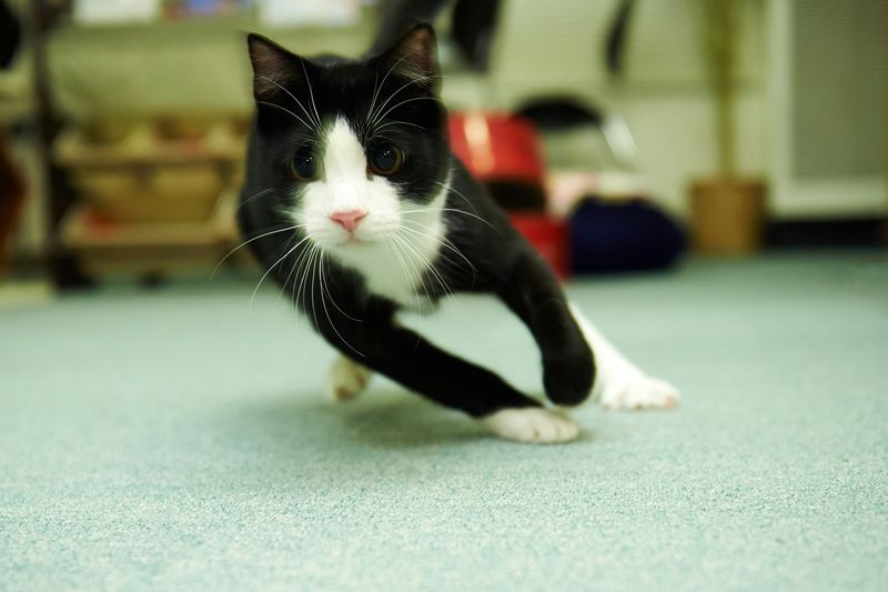 Midnight Zoomies Marathon