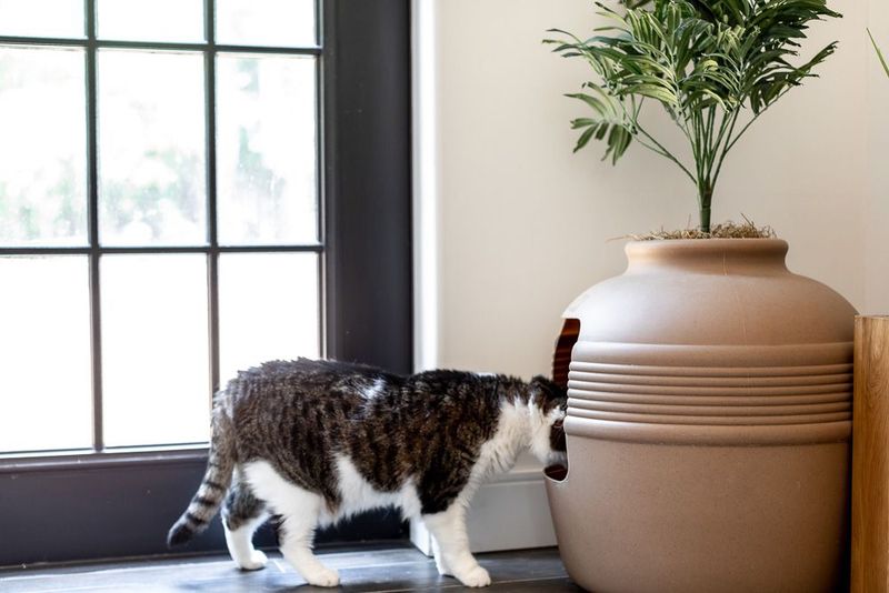 Mind the Litter Box Placement