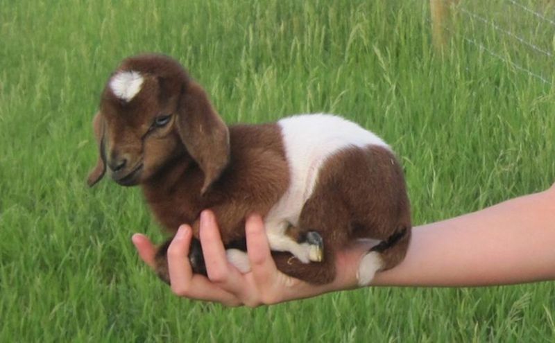 Miniature Goat