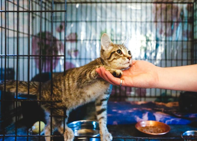 Mississippi's Miserable Feline Resources