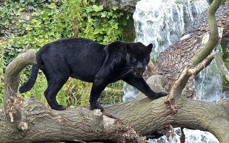 Mistaken Identity: The Creatures Behind Panther Sightings