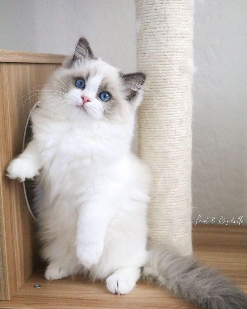 Monet for a Ragdoll