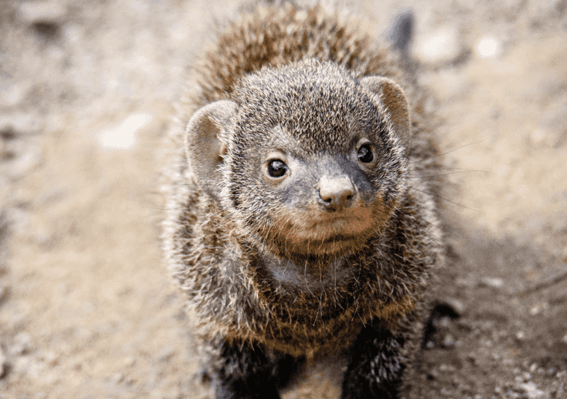 Mongooses
