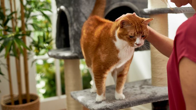 Monitor Weight, Appetite, and Behavior