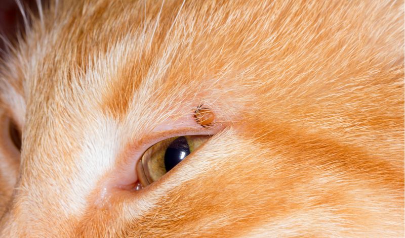 Monitor Your Cat