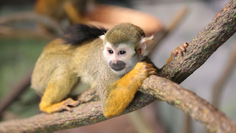 Monkeys – Tree Alarms & Mob Defense