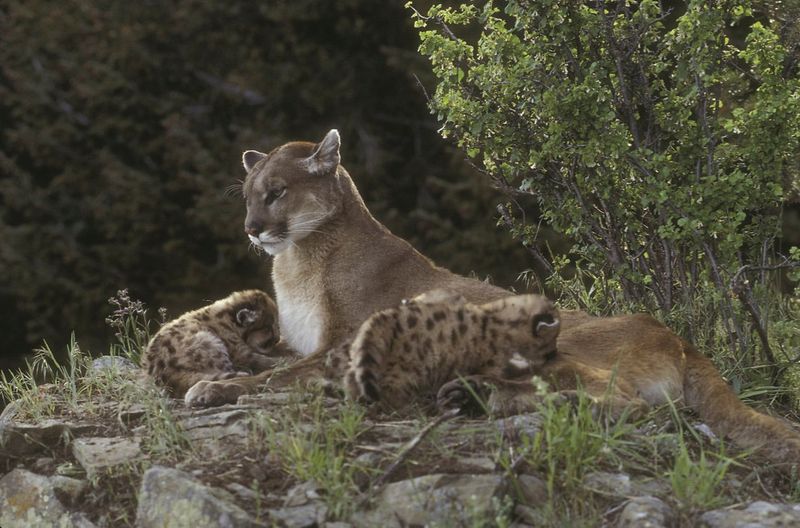 Montana's Predator Problems