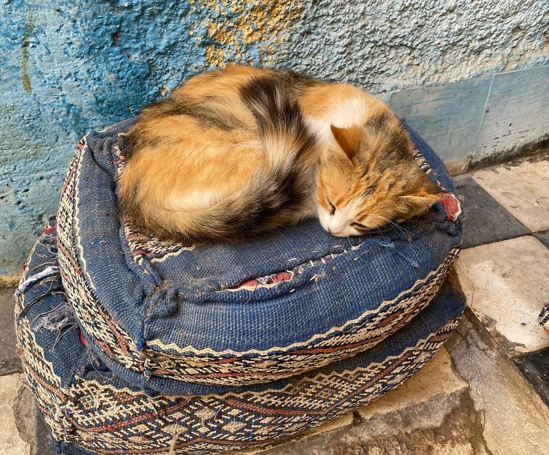 Morocco's Medina Mousers