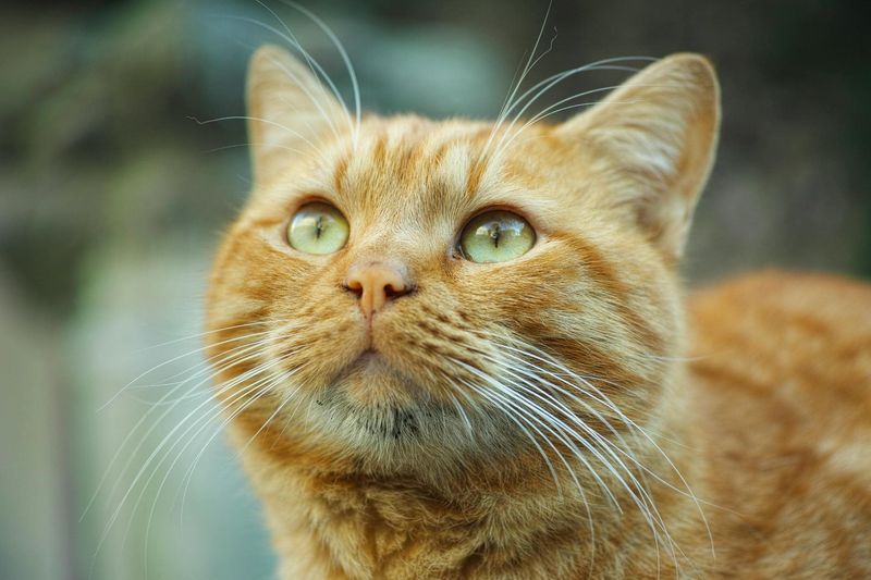 Most Orange Cats Are Male