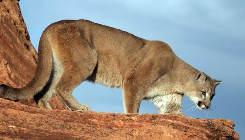 Mountain Lion / Cougar (Puma concolor) - Desert