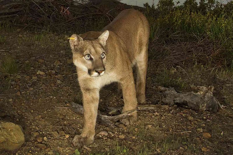 Mountain Lion Cub in California Backyard