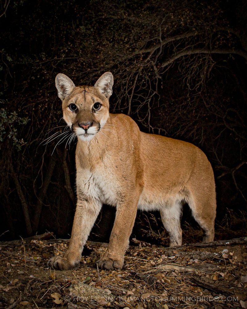Mountain Lion: The Ghost Cat of the Americas