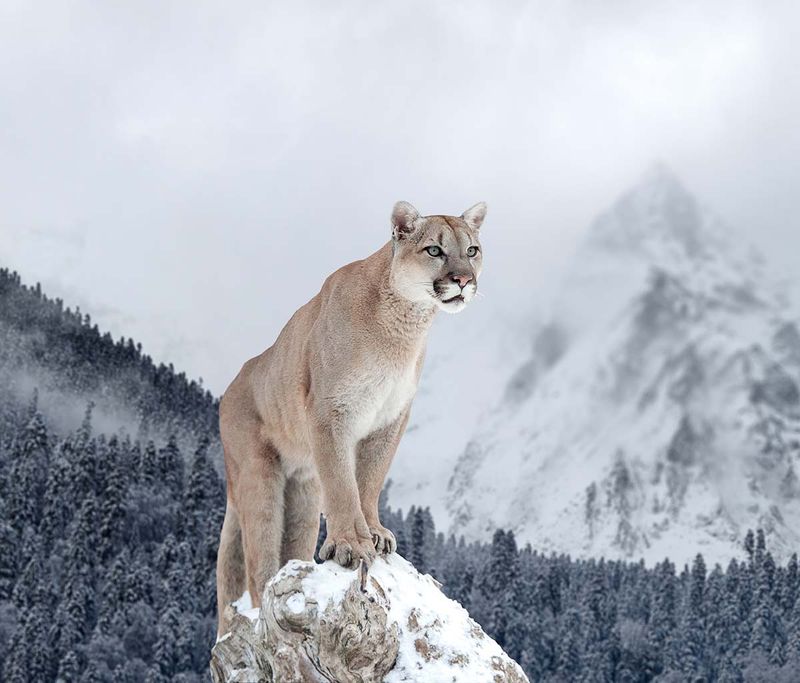 Mountain Lion