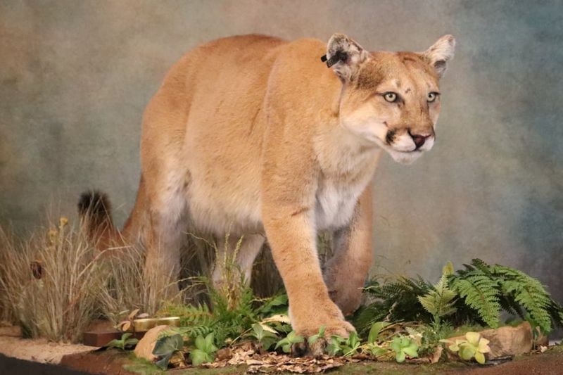 Mountain Lions Prowl the West