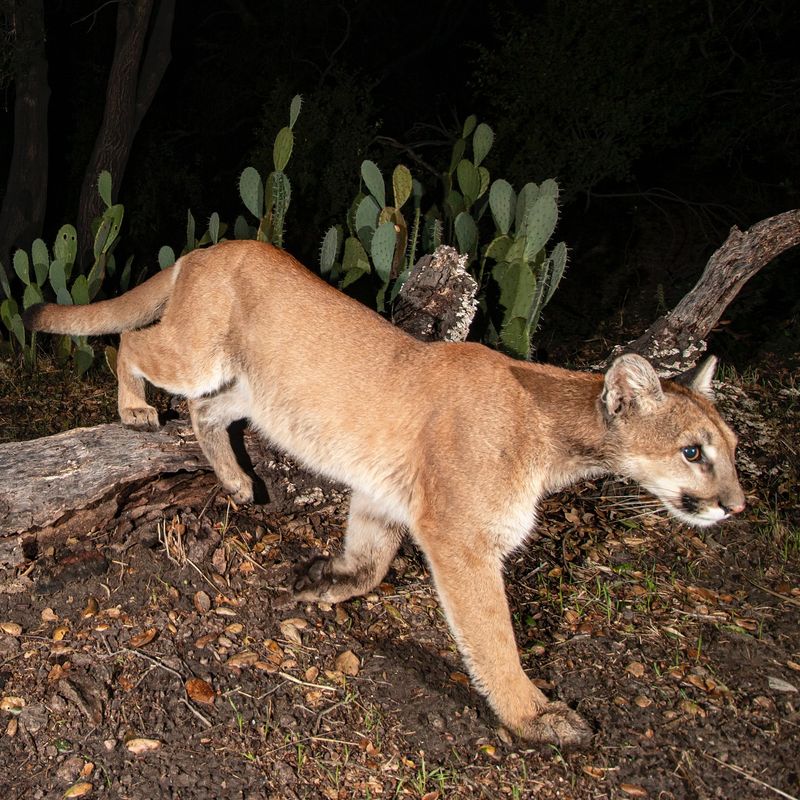 Mountain Lions: The Secretive Giants