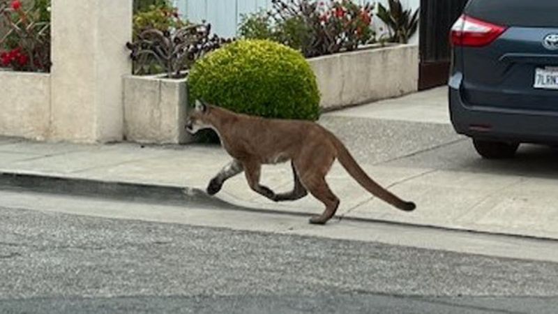 Mountain Lions in Bay Area