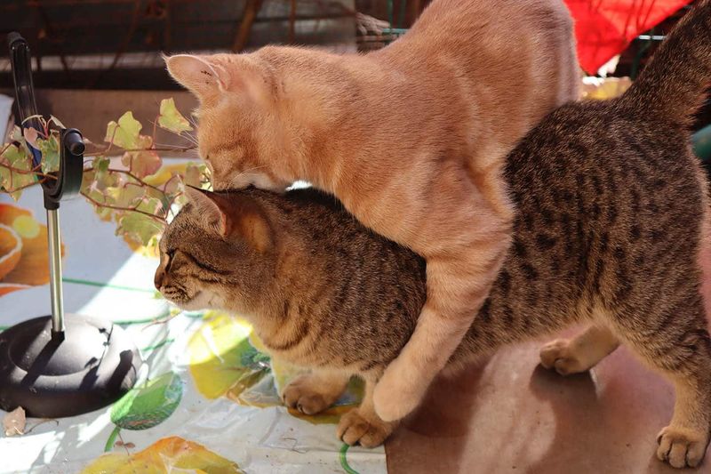 Mounting Other Cats