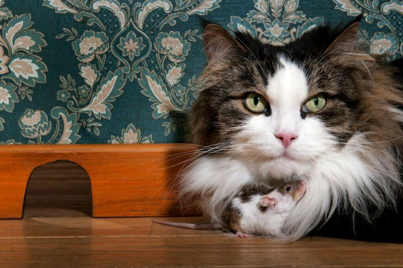 Mouse