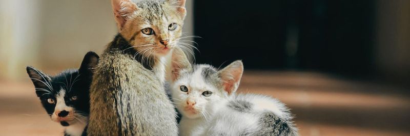 Multi-Pet Household Dynamics