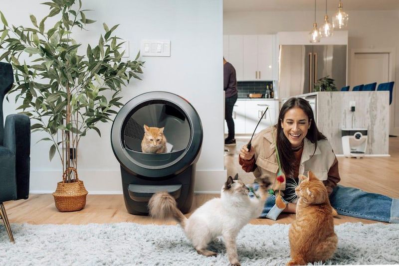 Multiple Litter Boxes Are a Must