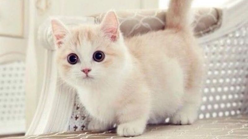 Munchkin