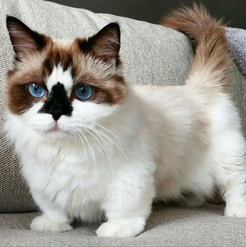 Munchkin Cats: Short Legs, Long List of Problems