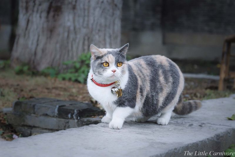 Munchkin Cats: Short Legs, Long-Term Problems
