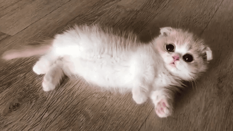 Munchkin
