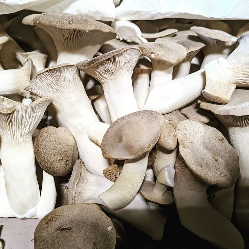Mushroom 