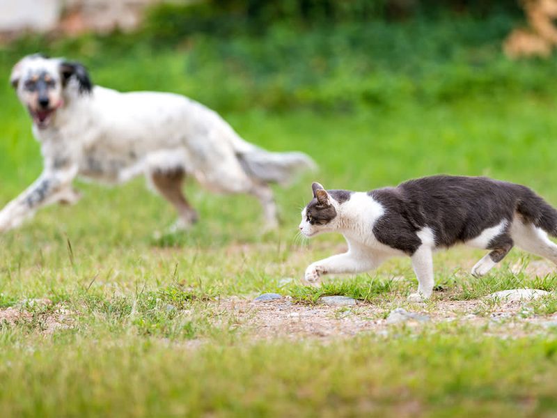 Mutual Hunting Techniques