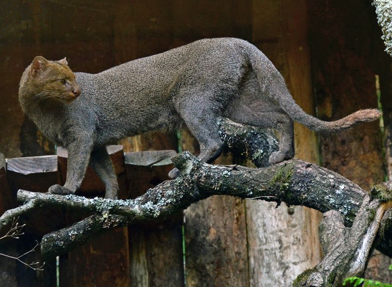 Mysterious Breeding Habits Rarely Witnessed in the Wild