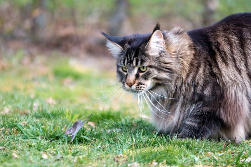 Natural Hunters Keep Pests Away