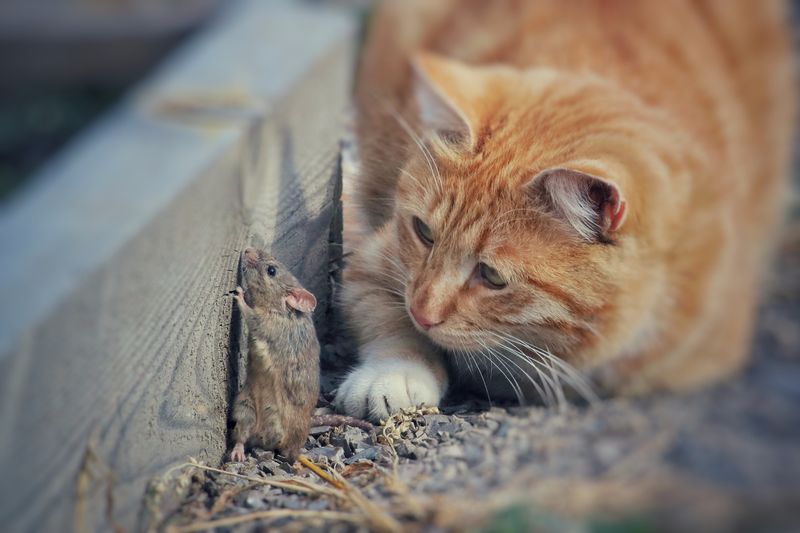 Natural Pest Controllers