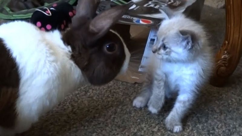 Natural Predator-Prey Instincts