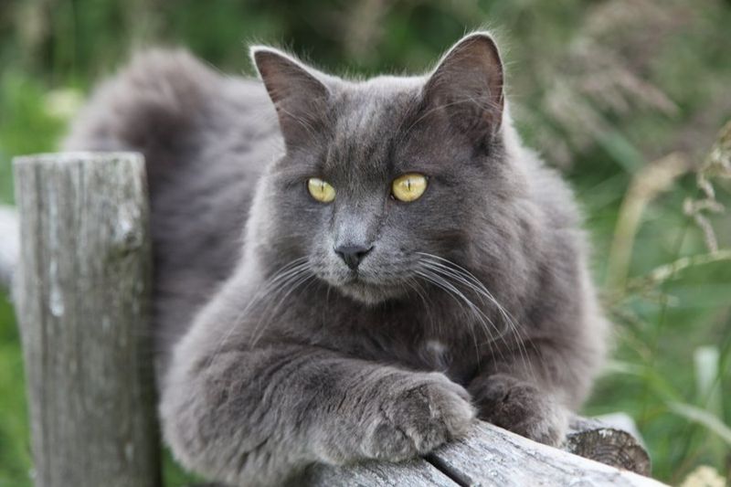 Nebelung
