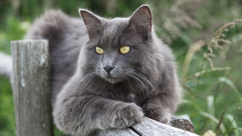 Nebelung