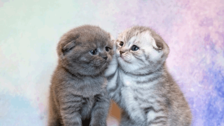 Need a Chill Cat for a Small Family Home? These 7 Breeds Are Perfect