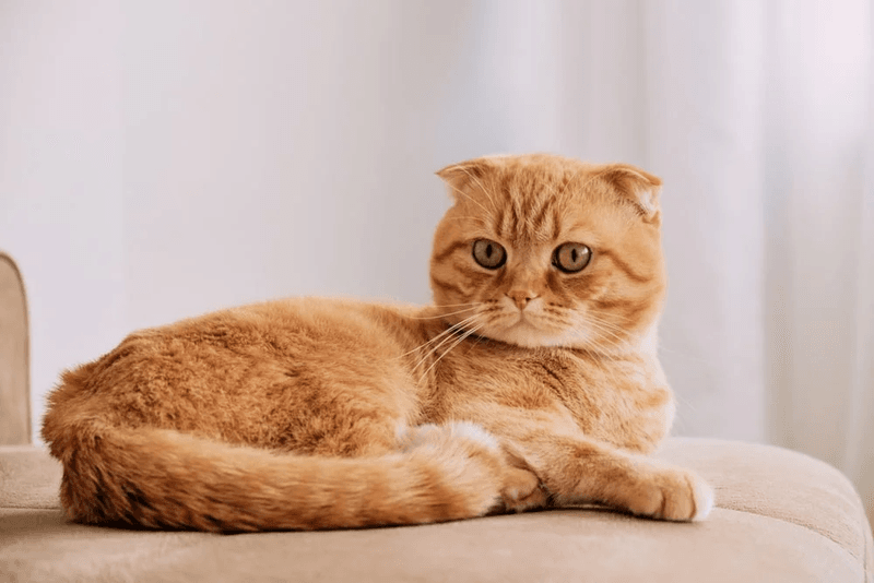 Need for Regular Grooming