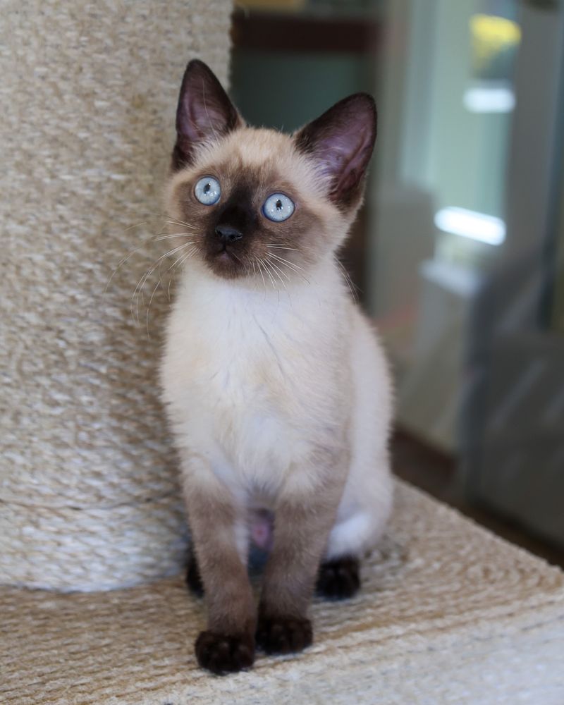 Nefertiti for a Siamese