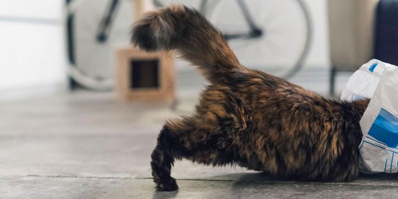 Neglecting to Cat-Proof Your Home