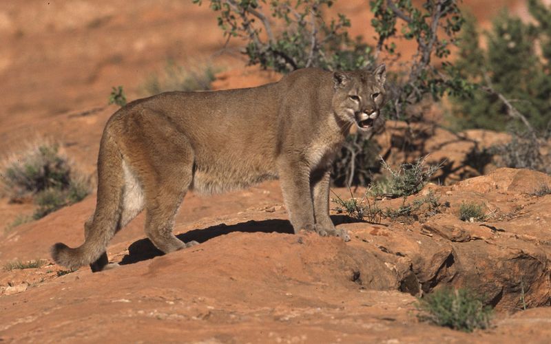 Nevada's Desert Dangers