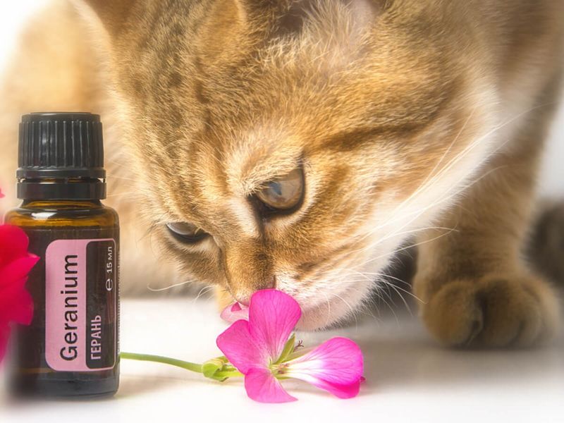 Never Use Essential Oils Without Vet Approval