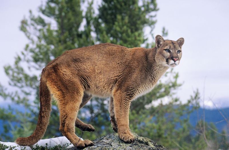 New Mexico's Diverse Mountain Habitats