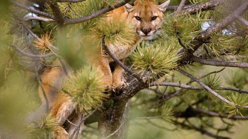 New Mexico's Mountain Predators