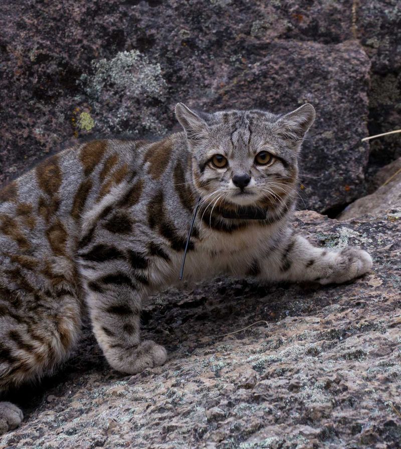 Newly Identified Species