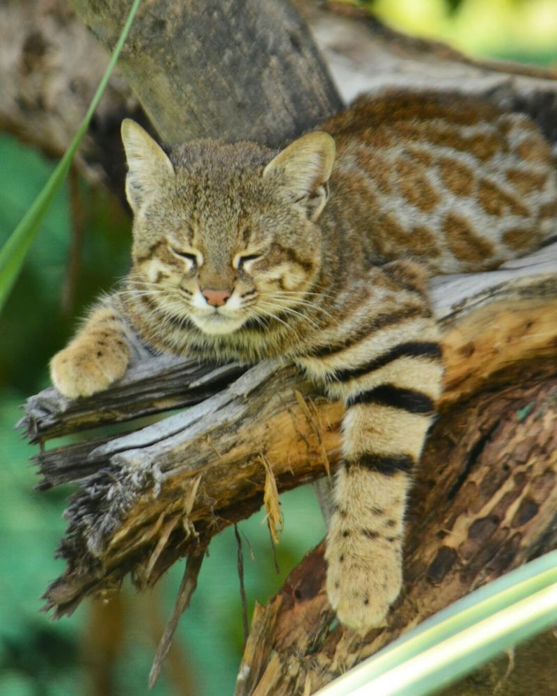 Night Prowlers with Special Hunting Skills