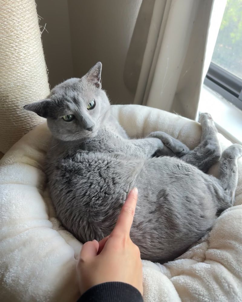 Nimbus for a Russian Blue