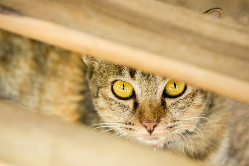 No: Hiding And Social Withdrawal
