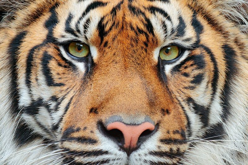 No Two Tigers Share the Same Stripe Pattern